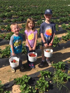 Freshly picked strawberries by 3 little kids