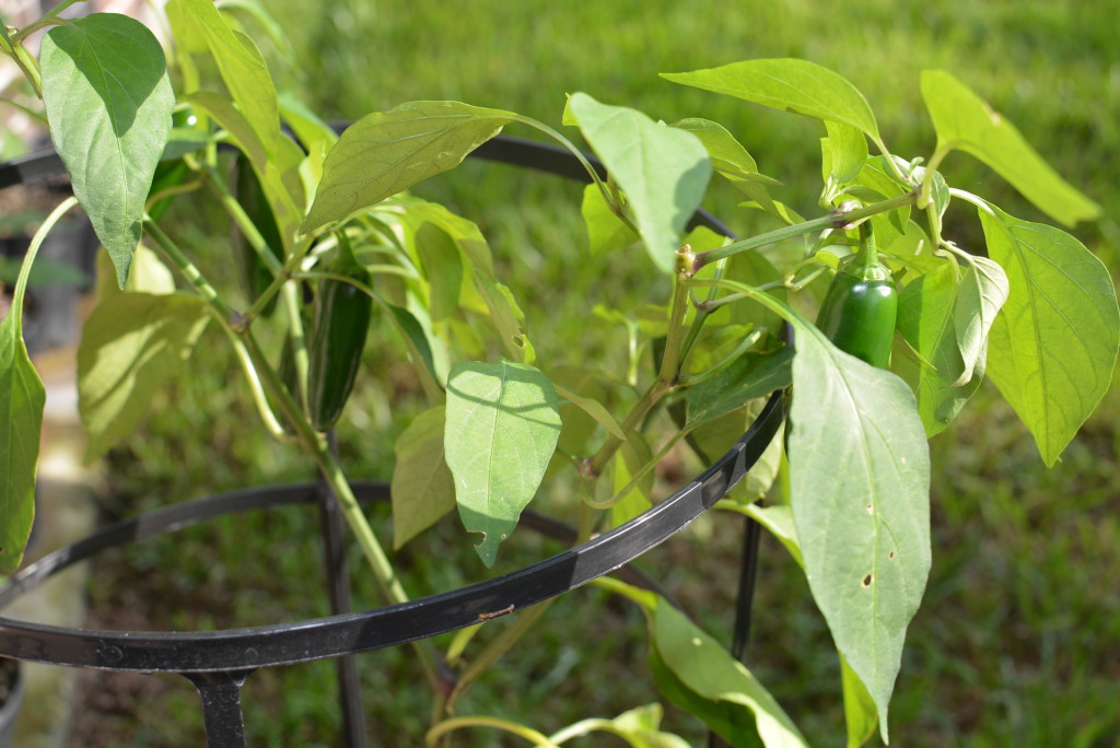 home grown jalapeno plant