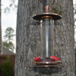 Hummingbirds love this homemade nectar