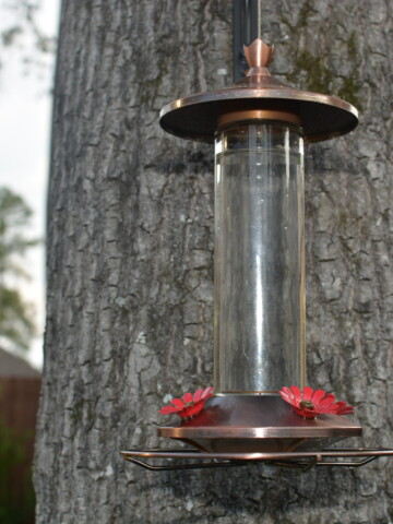 Hummingbirds love this homemade nectar