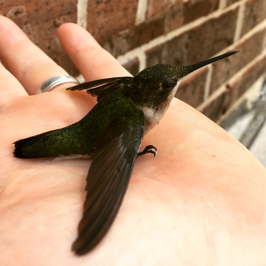 Small hummingbirds are attracted to this nectar versus the red dyed store bought nectar