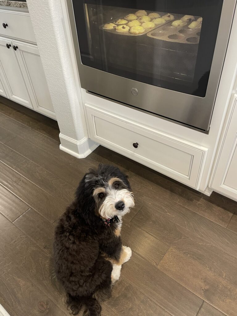 my puppy looking at the oven anxiously awaiting the blueberry cream cheese muffins