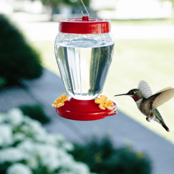 A hummingbird landing on a sugar water filled feeder.
