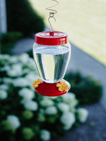 Sugar water filled in a hummingbird feeder.